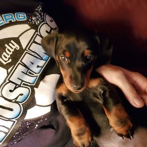 Meet your Posher, Ellen